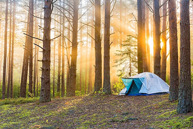 Dageraad in een mistig bos met een eenzame tent. De mens leeft in het bos