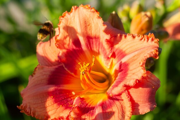 Daglelie in heldere zonnige dag Bloem onder de zon Tuin bloemen bloem en insect Drukke hommel