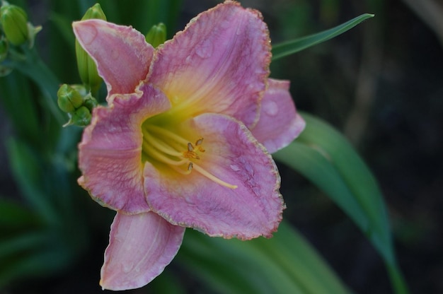 Daglelie Marokkaanse zonsopgang mooie bloemen, bloemen concept achtergrond