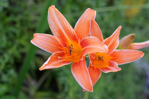 daglelie mooie oranje zomerbloem in de tuin