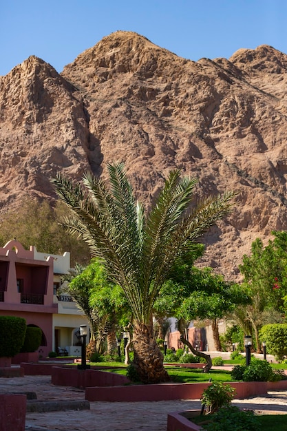 Dahab egypt  mountains and palm trees on a summer day