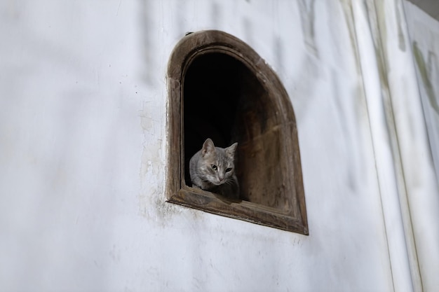 Dahab katten Schattige Egyptische katten kijken uit het raam Dahab Egypte