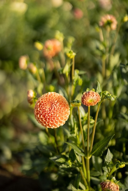 Dahlia bloeit buiten in de tuin