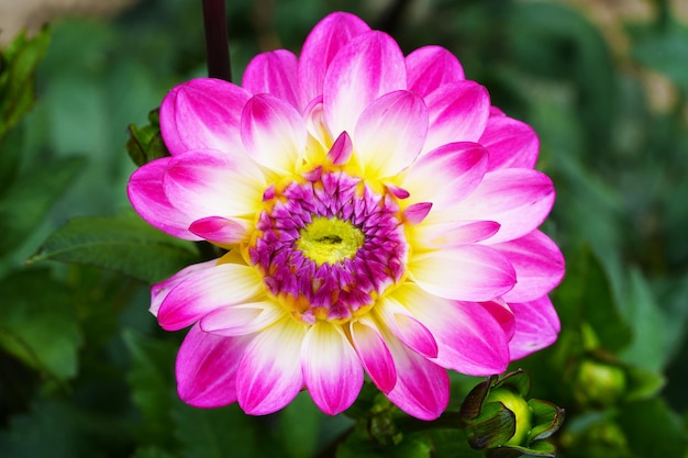 Dahlia bloem mooie chrysant close-up ritme en textuur van delicate bloemblaadjes