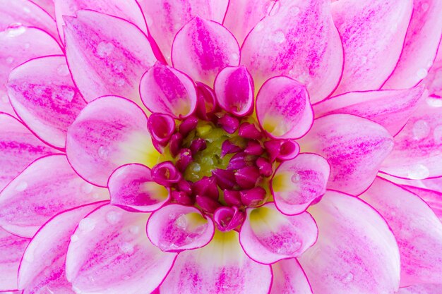 Dahlia bloemblaadjes (Pinnata Cav.) In de tuin