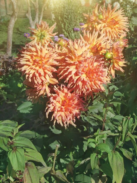 Dahlia blossom plant blend of mauve and peach color