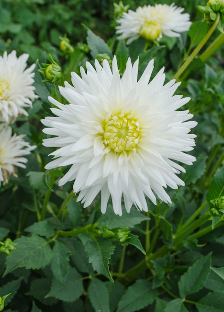 달리아 선인장 흰 꽃