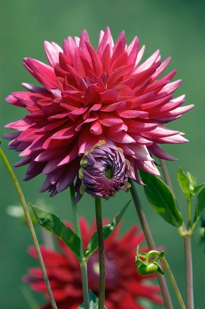 달리아 Dahlia hybrida