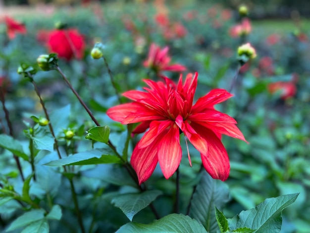 달리아(Dahlia x Cultorum Thorsrud Reisaeter) 근접 촬영