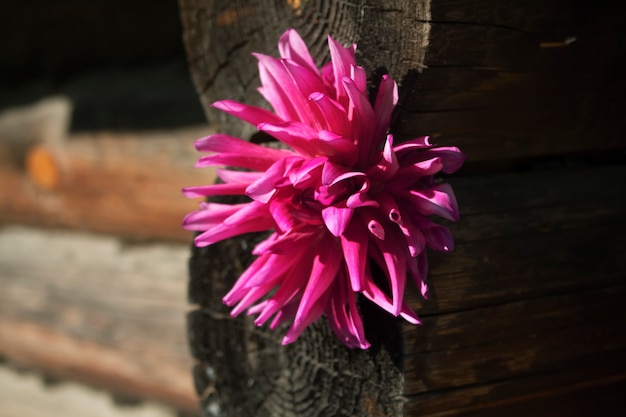 Dahlia flower on the background of a wooden wall