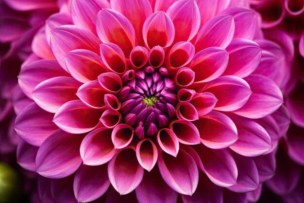 Dahlia flower background