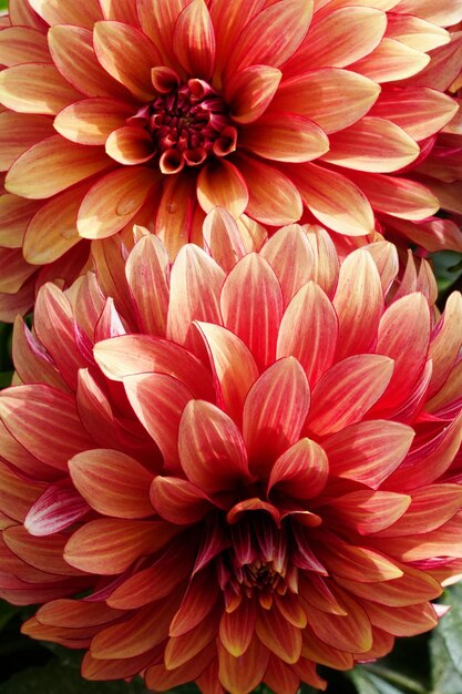 ダリアの花 美しい菊の接写 繊細な花びらのリズムと質感