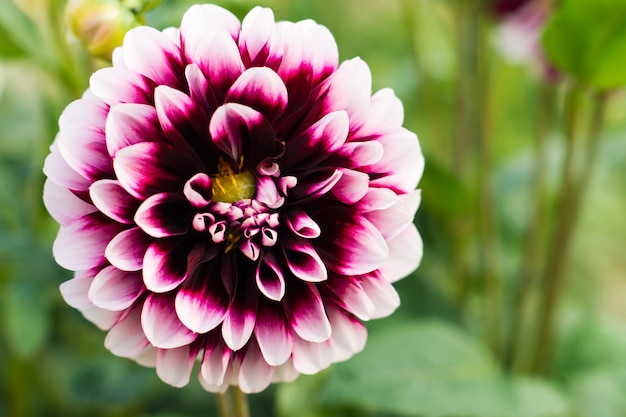 Primo piano del fiore della dalia sui precedenti delle foglie naturali del giardino