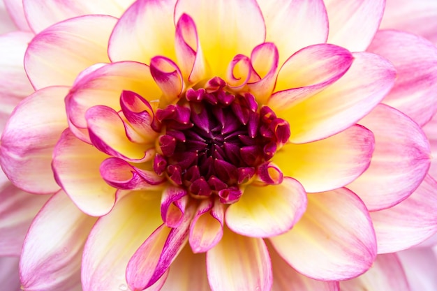 Dahlia flower close up Flower texture floral background Postcard wallpaper