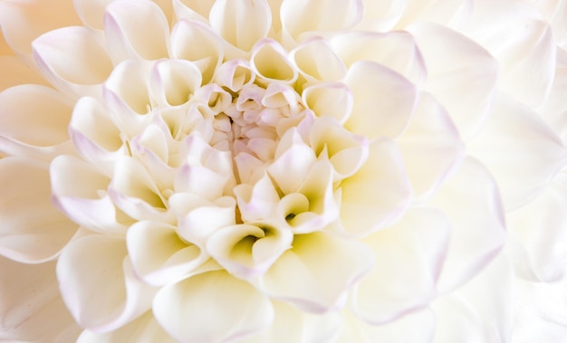 Dahlia flower flowerhead background macro shot of dahlia flower dahlia flower petal