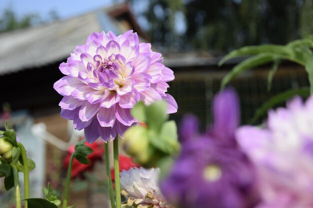 庭のクローズアップでダリアの花