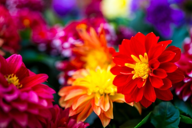 Photo dahlia flower in the garden