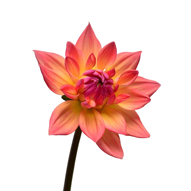 dahlia flower head pink isolated on white background spring time garden flat lay top view