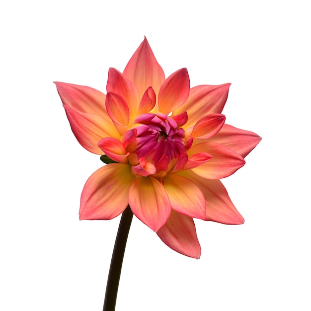 Dahlia flower head pink isolated on white background Spring time garden Flat lay top view