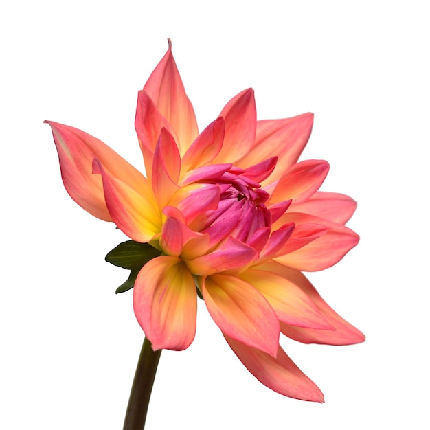 dahlia flower head pink isolated on white background spring time garden flat lay top view