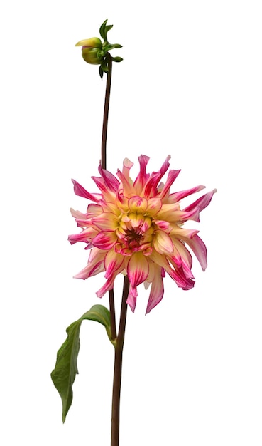 Dahlia flower head pink with bud isolated on white background Spring time garden Flat lay top view