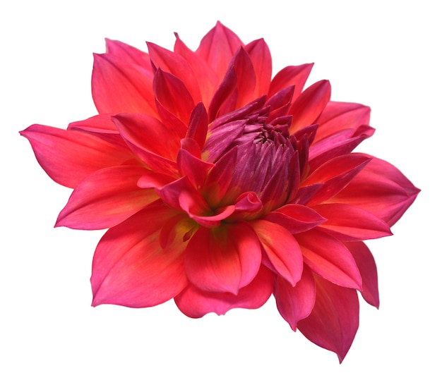 Dahlia flower head red isolated on white background Spring time garden Flat lay top view