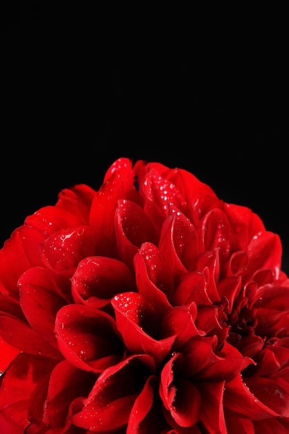 Фото Цветок георгина изолирован на черном