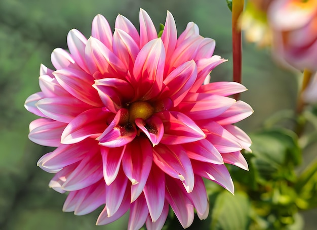 Dahlia flower mature and magnificent closeup