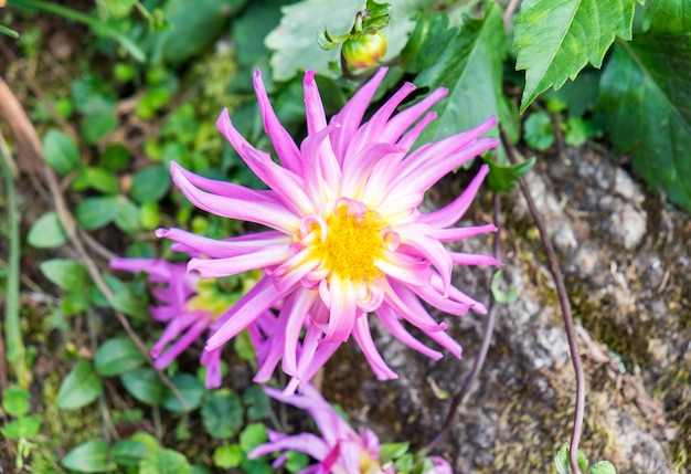 ダリアの花のピンクと白