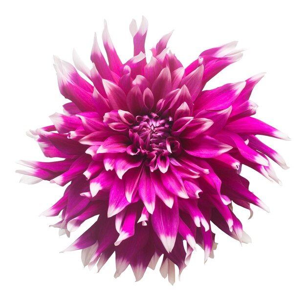 Photo dahlia flower in several colors macro isolated on white background. botanical, concept, flora, idea. flat lay, top view. wedding, bride, love. pink, purple