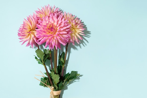 Dahlia flowers on blue background