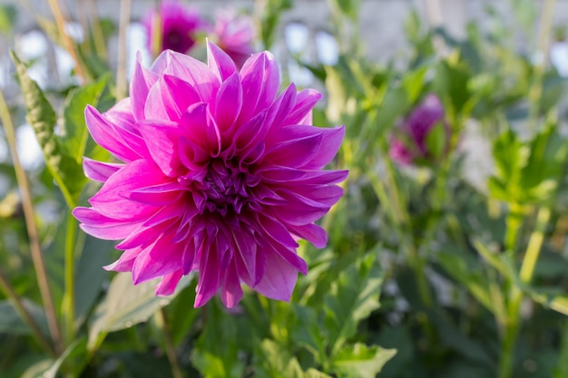 Dahlia flowers in a flowerbed on a background of green grass close-up with copy space