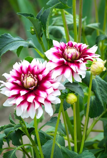 Dahlia flowers in the garden