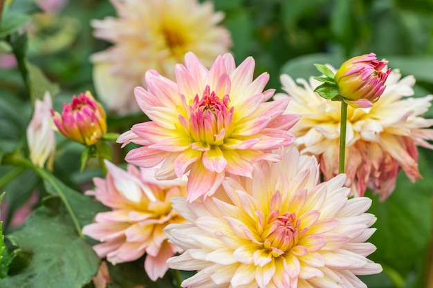 ダリアの花の淡いピンク色