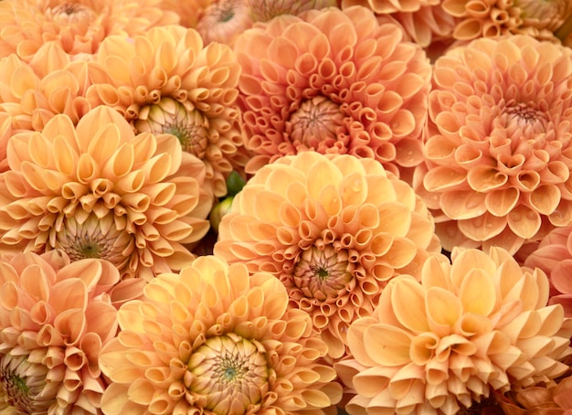 Dahlia flowers