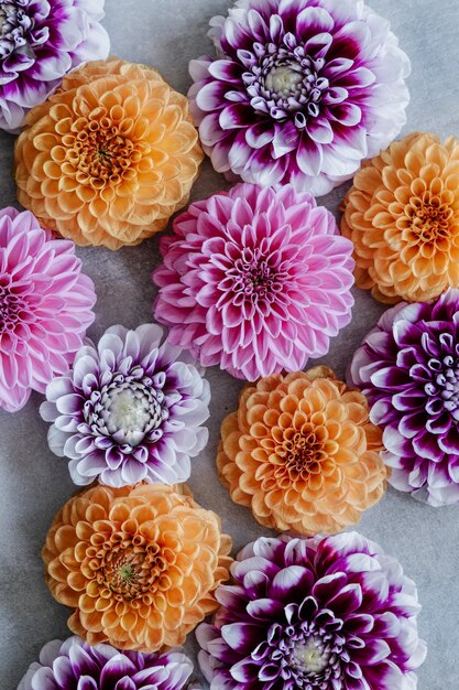 Dahlia flowers