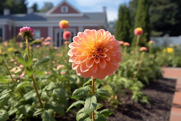 A dahlia in full bloom in a flowerbed