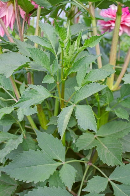 ダリアの緑の植物ダリアの花の茂みダリアの緑の葉のクローズアップ