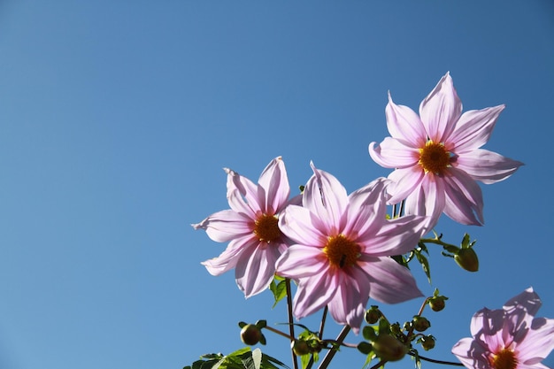 Photo dahlia imperialis