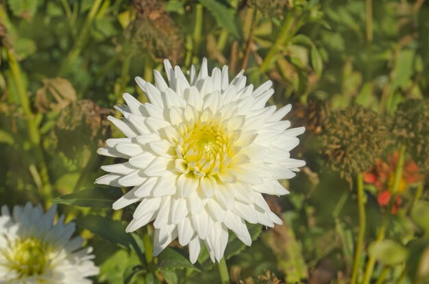 Dahlia met roomwitte bloemblaadjes Dahlia cactus witte bloem