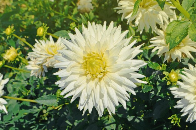 Dahlia met roomwitte bloemblaadjes Dahlia White star Mooie zomerse natuur