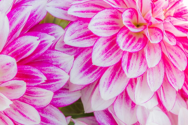 Dahlia petals (Pinnata Cav.) in garden