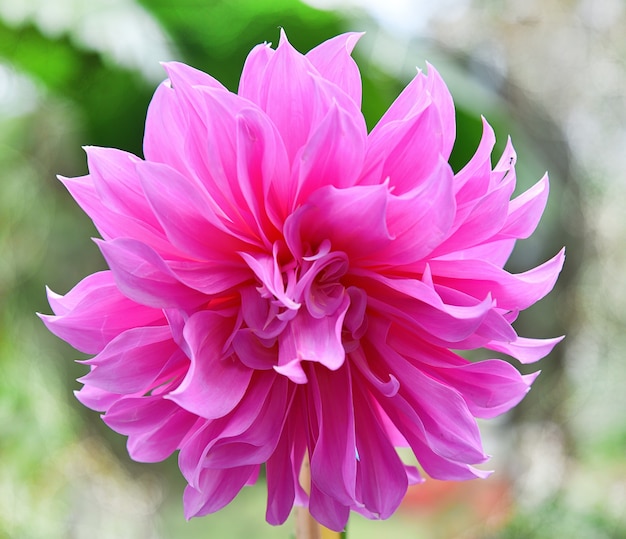 Dahlia pink flower one nature blur background