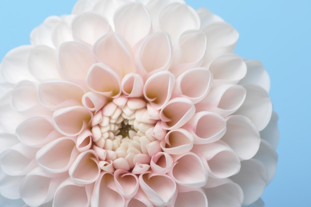 Foto dahlia pompon op blauwe achtergrond