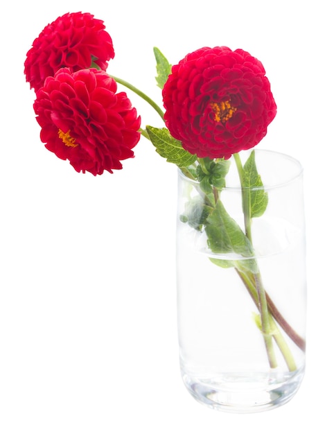 Dahlia red flowers isolated