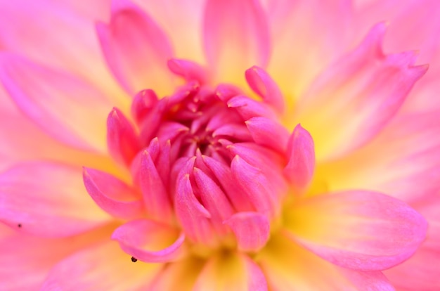 Dahlia Roze bloem