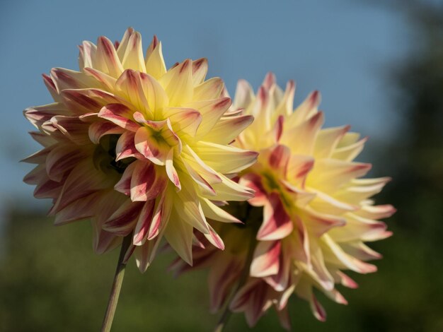 dahlia's in Westfalen