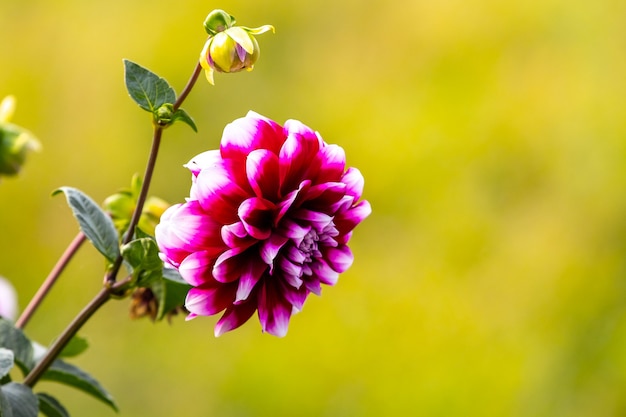 Dalia con ciliegia e petali bianchi su fondo giallo