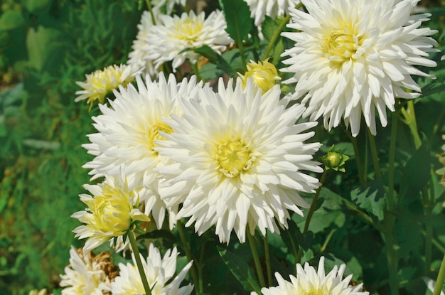 Dahlia with creamy white petals Dahlia cactus white flower