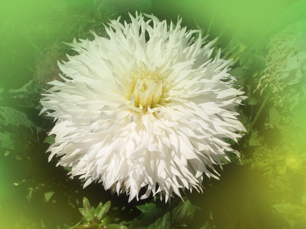 Георгин с кремово-белыми лепестками Белый цветок кактуса георгина